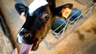 Brasileiro participa de experimento para reduzir arrotos de vacas e ajudar o clima