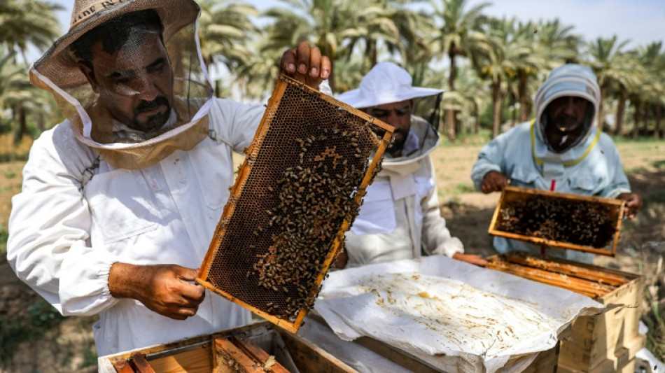 Les abeilles d'Irak bataillent contre la sécheresse pour produire leur miel