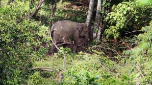 Indonésie: une éléphante de Sumatra gestante découverte morte, sans doute empoisonnée