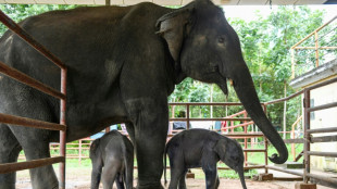 Birmanie: deux rares éléphants jumeaux font leurs premiers pas