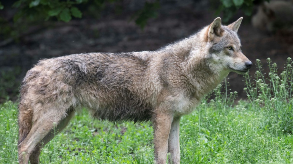 Un lobo "inmigrante" revivió todo un ecosistema forestal en EEUU