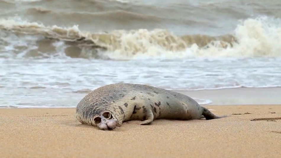 Encuentran 2.500 focas muertas en playas rusas del mar Caspio