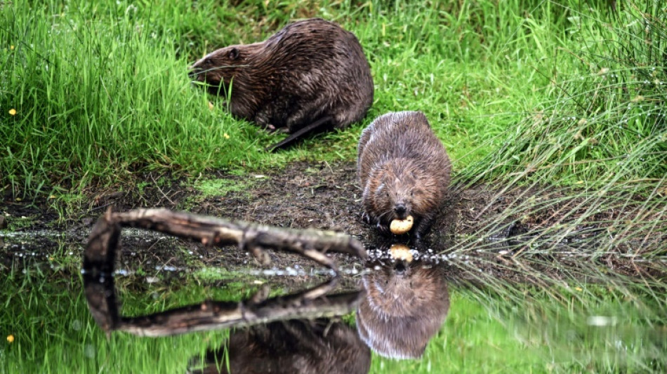 Le castor, allié discret de l'environnement, est de retour dans les rivières françaises