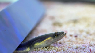 'Astonishing': Eaten eels recorded escaping from fish guts