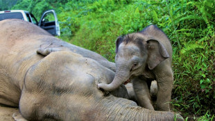 Apenas queda un millar de elefantes de Borneo, advierte el organismo de conservación