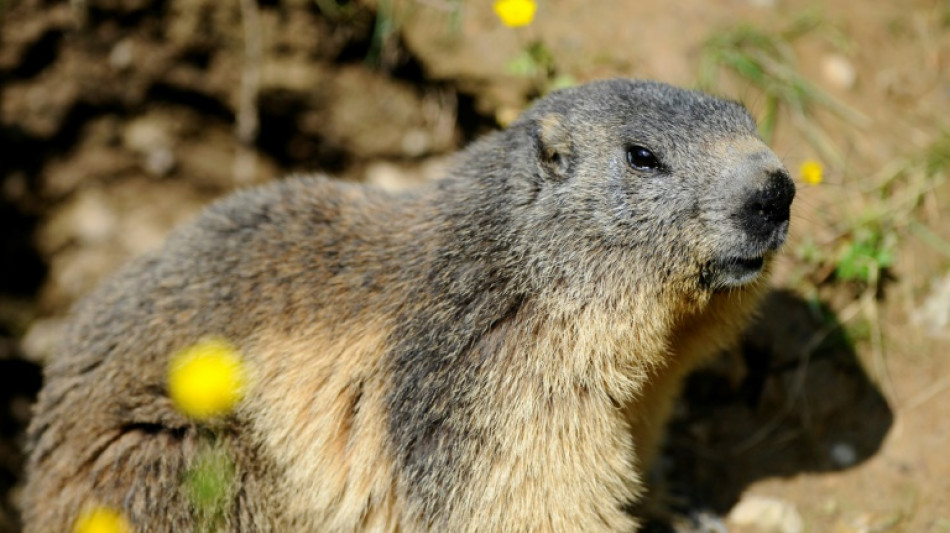 La chasse à la marmotte maintenue en Savoie