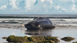 Un troisième grand cétacé retrouvé mort échoué sur une plage de Bali