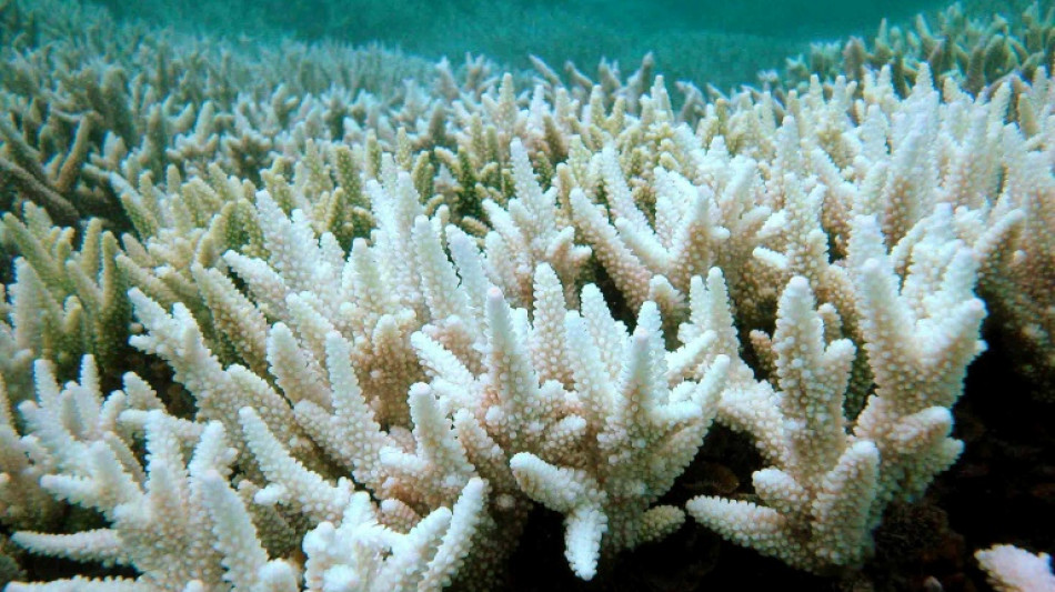 Corals doomed even if global climate goals met: study