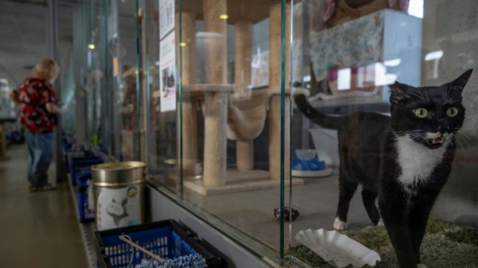 Tierschutzbund verlangt Hälfte der Einnahmen aus Hundesteuer für Tierheime