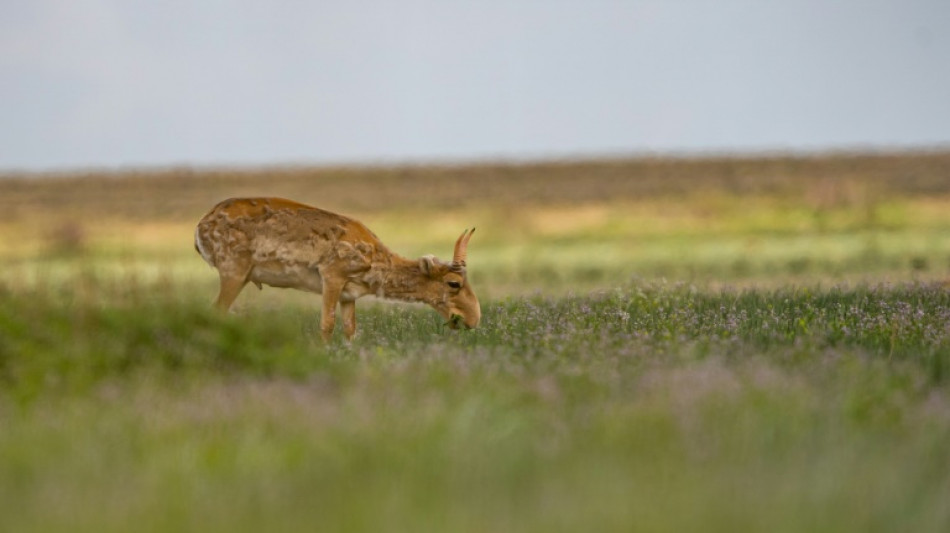 Le Kazakhstan va réautoriser la chasse aux antilopes saïgas, un temps menacées