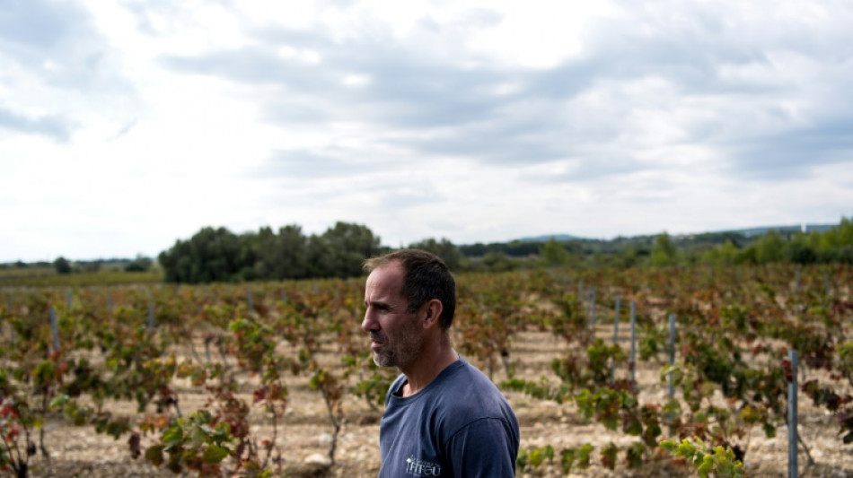 Vendanges calamiteuses dans l'Aude où la sécheresse "tue la vigne"