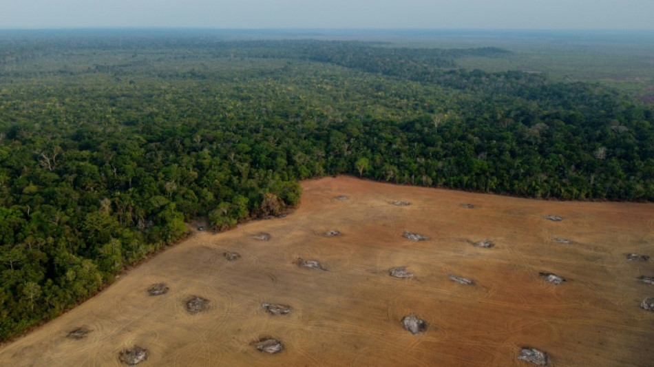 Brésil: La déforestation en Amazonie en baisse lors du premier mois de Lula