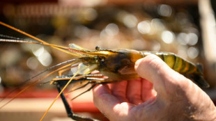 Avec le réchauffement climatique, la gambas tropicale en pince pour le Gers