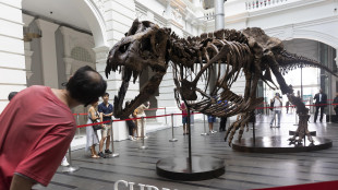 Cade il mito dell'intelligenza dei T-rex, erano solo furbi