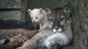 Un raro ejemplar de puma albino nace en zoológico de Nicaragua