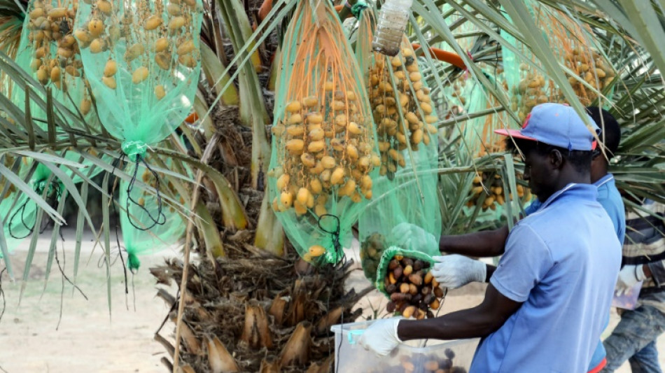 Libya farmer breaks new ground with outlier date variety