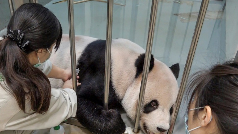 "Diplomatie du panda": en pleine tension, Taïwan invite des vétérinaires chinois