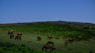 Des "chevaux sapeurs" mis à contribution contre les feux de forêt au Portugal