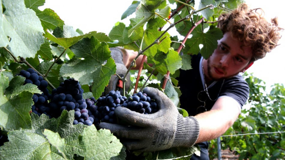 Champagne: en Ile-de-France aussi, c'est l'heure des vendanges !