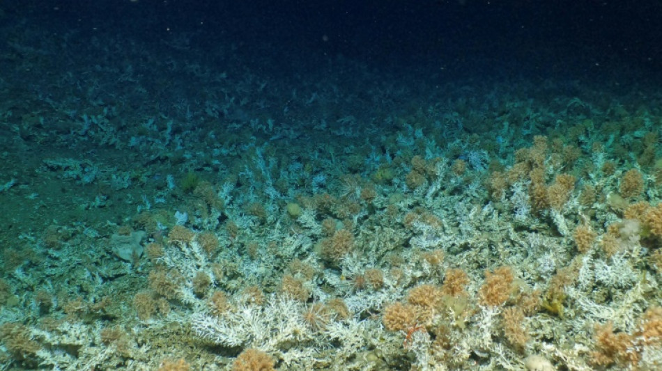 Descubren un prístino arrecife de coral en reserva marina de Galápagos