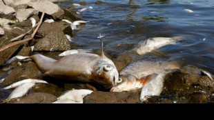 Umweltverband Nabu kürt Grenzfluss Oder zum "Dinosaurier des Jahres"