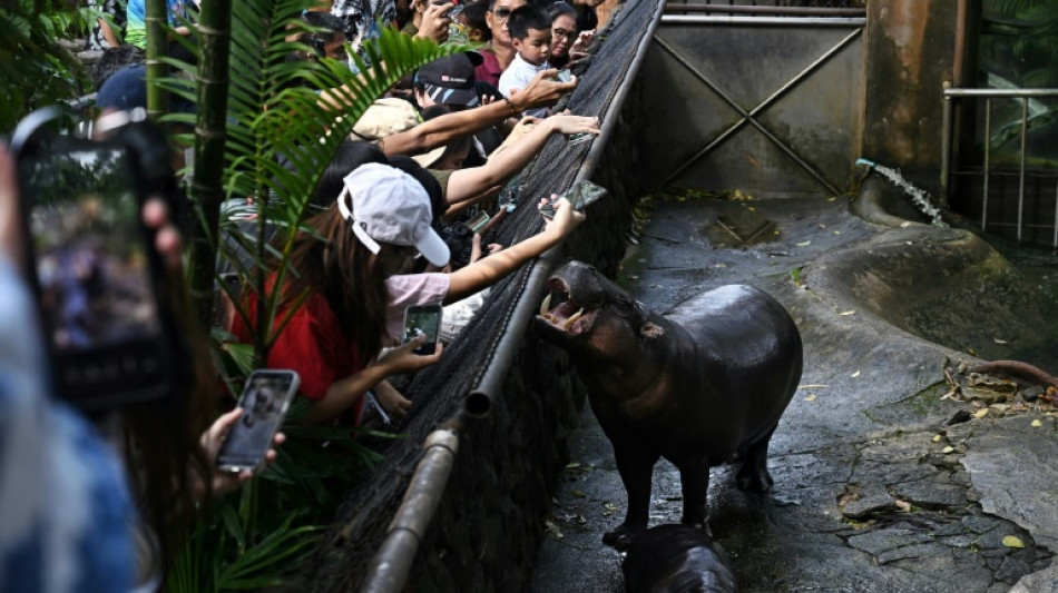 Moo Deng, el adorable hipopótamo pigmeo que se volvió viral en un zoo de Tailandia