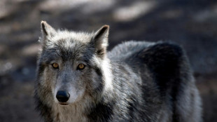 Un conducteur condamné après avoir tenté d'écraser un loup