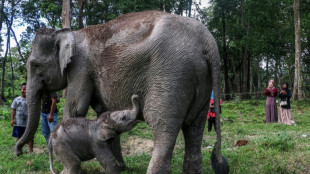 Nace en Indonesia una elefanta de Sumatra, en grave peligro de extinción