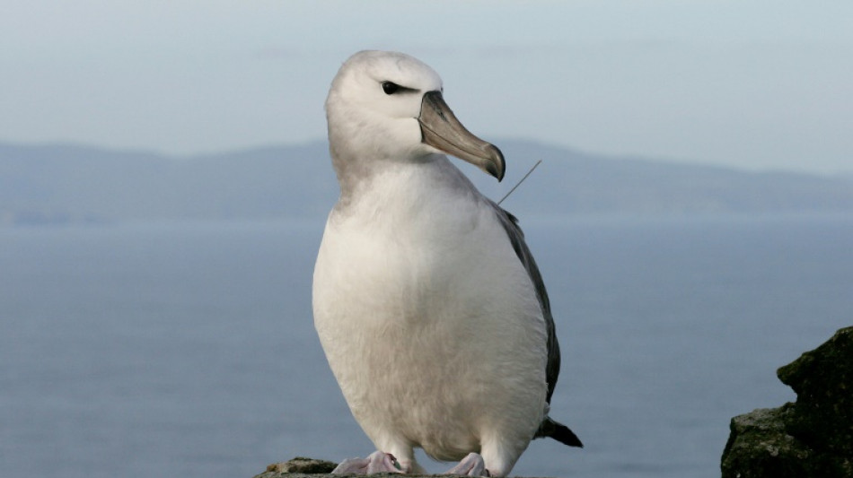 S.Africa plan to 'bomb' mice that eat albatrosses alive