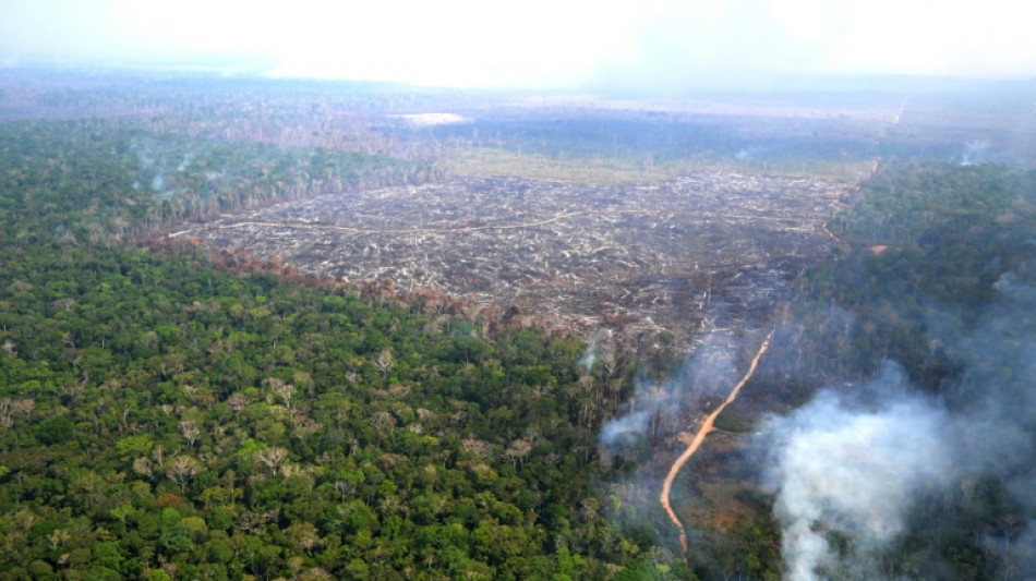 Activists take German government to court over biodiversity