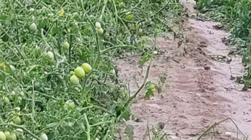 Maltempo: titolare cascina, 'in 15 minuti perso 100% raccolto'