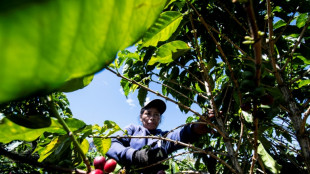 Amérique centrale: l'exode migratoire entraîne une pénurie de main-d'œuvre chez les caféiculteurs