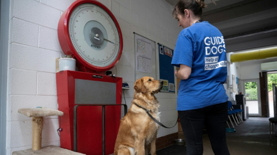 Royaume-Uni: les aveugles confrontés à une pénurie de chiens guides