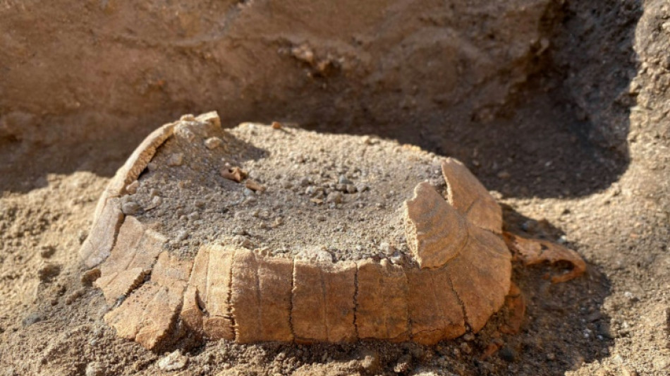 Italie: une tortue et son œuf découverts dans les ruines de Pompéi