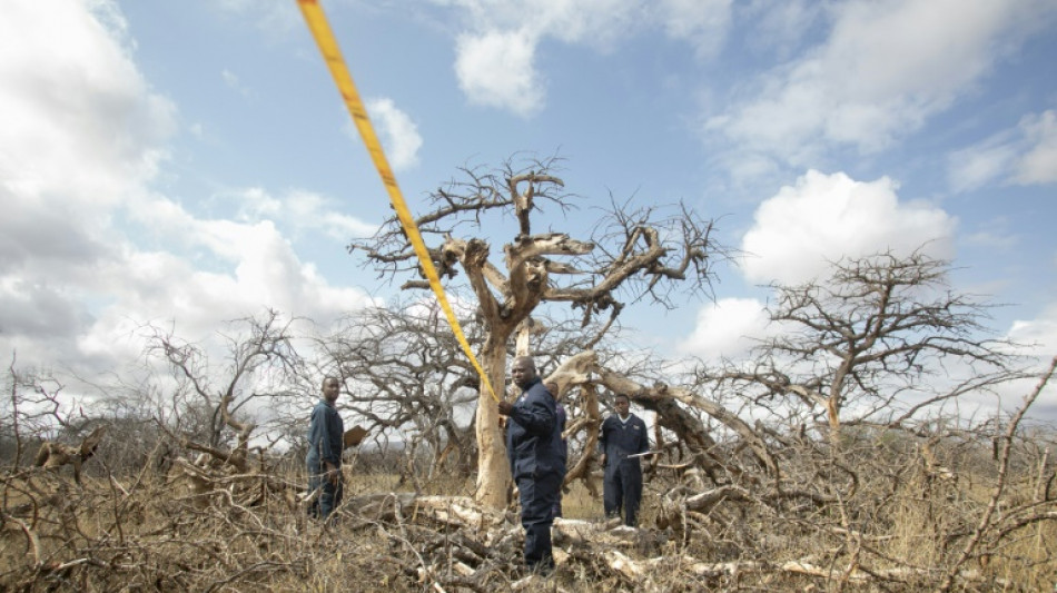 En busca de una economía más verde, Kenia apuesta por los créditos de carbono