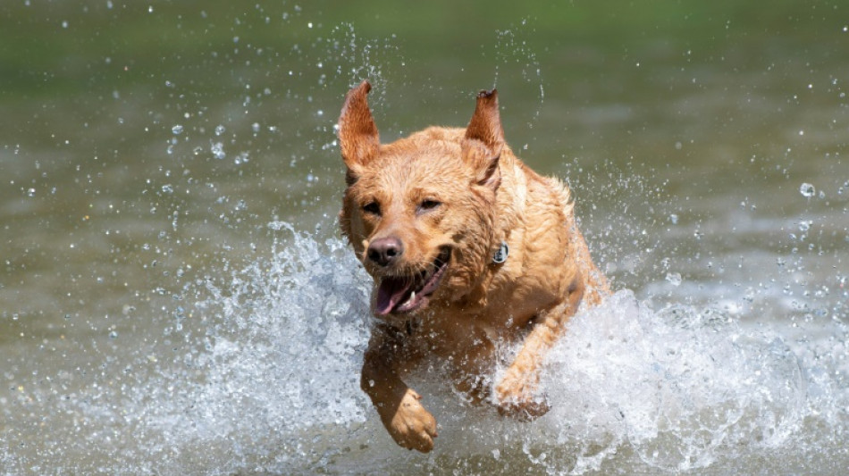 Anwohner müssen durch Hundespielplatz verursachten Lärm hinnehmen