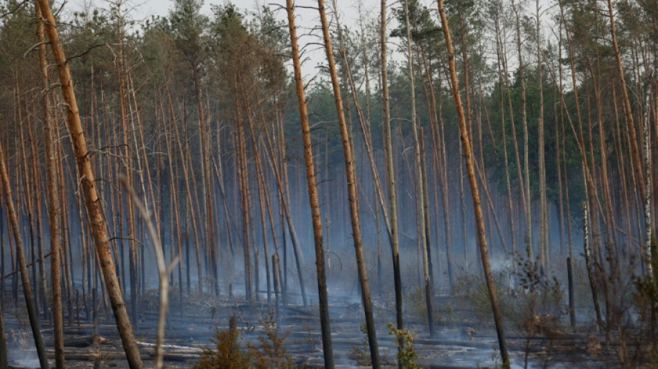 Deutsche Holzindustrie besorgt wegen extrem hoher Waldbrandgefahr 