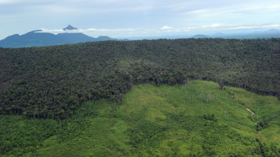 Los bosques de montaña están desapareciendo a velocidad alarmante, según estudio