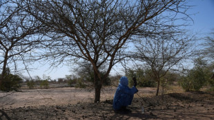 Niger activists call for wood-free Eid barbecues to save trees