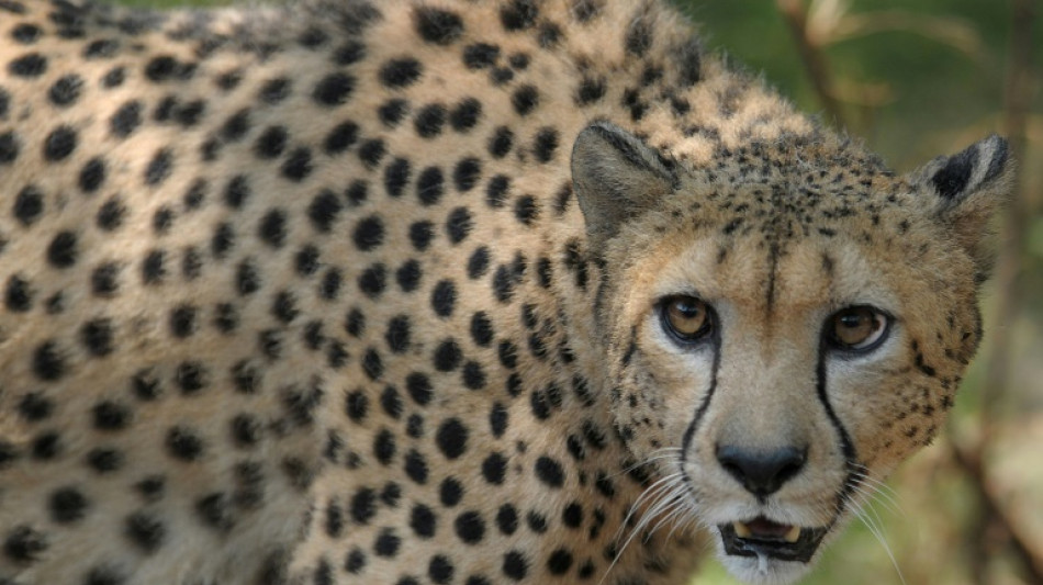 Des guépards de retour dans la nature en Inde après 70 ans