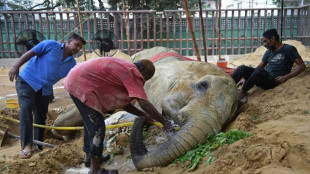 Emoi après le décès d'une éléphante dans un zoo du Pakistan