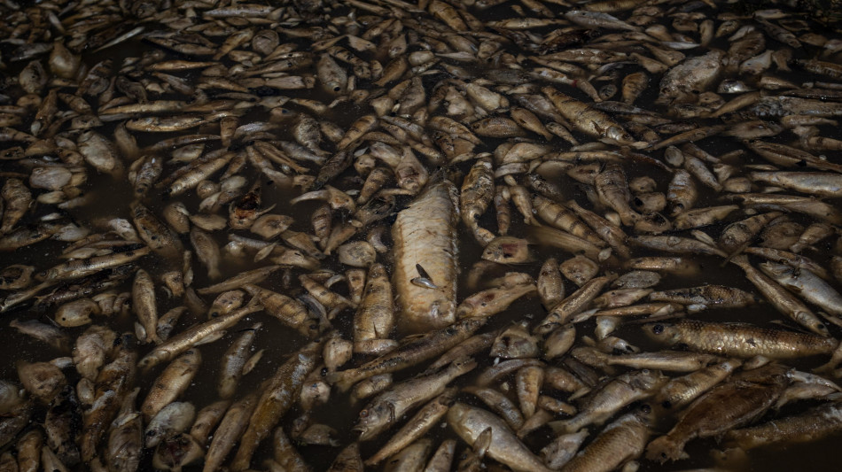 Caldo record in Vietnam, centinaia di migliaia di pesci morti