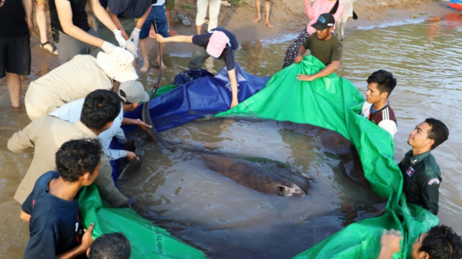 'World's biggest' freshwater fish netted in Cambodia