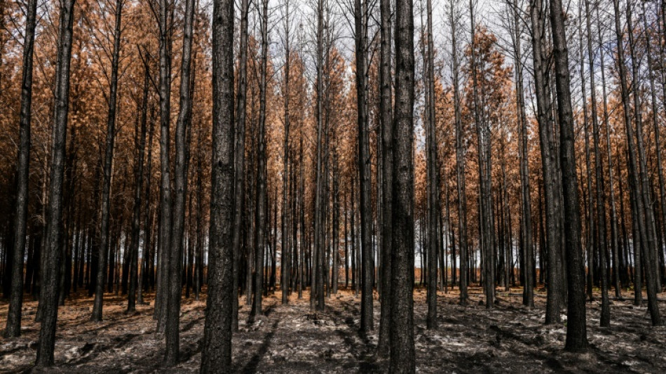 Six mois après les incendies en Gironde, la forêt nettoyée et étudiée