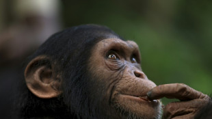 Au Cameroun, un sanctuaire refuge pour les chimpanzés en danger de disparition