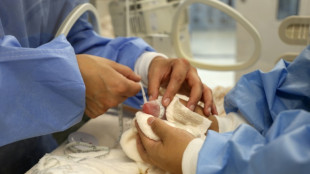 Nouvelle naissance de deux Pandas au zoo de Berlin