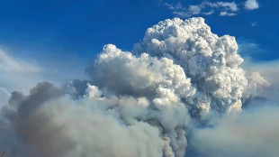 Incendios "fuera de control" ponen en peligro la fauna en el Pantanal brasileño