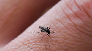 Iss, da gennaio 450 casi di dengue in Italia 25 sono autoctoni