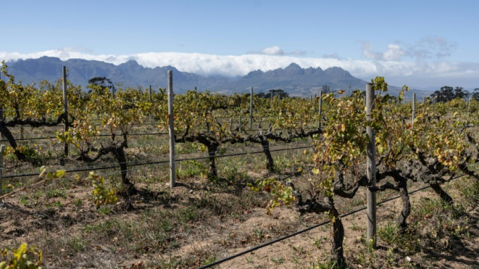 Wine growers 'on tip of Africa' race to adapt to climate change