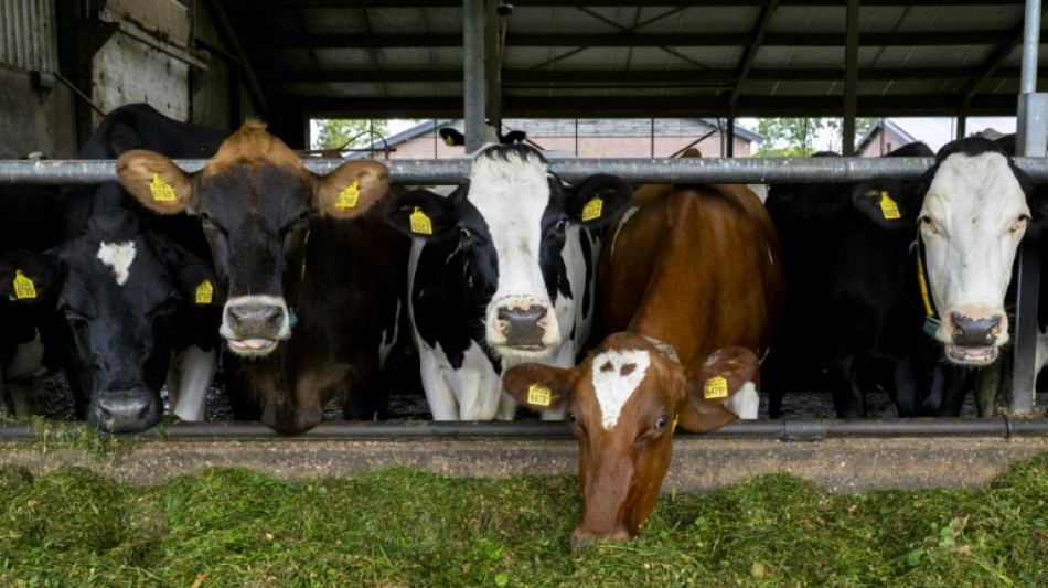 Les agriculteurs néerlandais dans le fumier "jusqu'au cou"